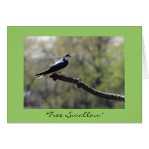 "Tree Swallow" Greeting Cards