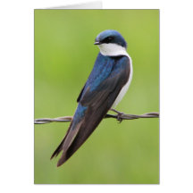 Tree Swallow Greeting Cards