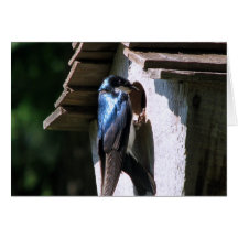 Tree Swallow Greeting Cards