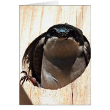 Tree Swallow in box Greeting Card