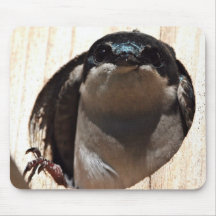 Tree Swallow in box Mouse Pad