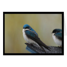 Tree Swallow Note Card (blank)