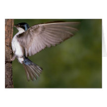 Tree Swallow on tree trunk Card