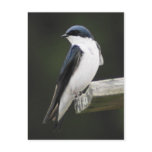 Tree Swallow Postcard