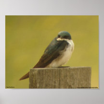Tree Swallow poster