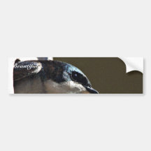 Tree Swallow Profile in Nest Box Bumper Sticker
