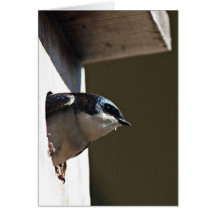 Tree Swallow Profile in Nest Box Cards
