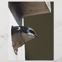 Tree Swallow Profile in Nest Box Custom Flyer