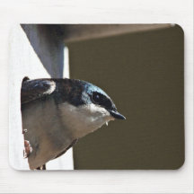 Tree Swallow Profile in Nest Box Mousepad