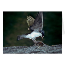Tree Swallow with bug Greeting Cards