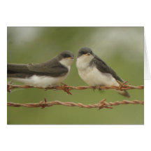 Tree Swallows Card