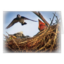 Tree Swallow's Nest Feeding Time Card