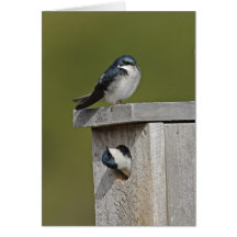 Tree Swallows Note Cards