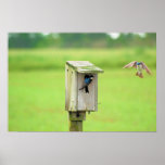 Tree Swallows