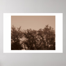 Tree top and sky poster