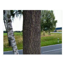 Tree Trunk along countryside road Post Card