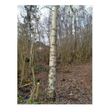 Tree Trunk and bushes Post Card