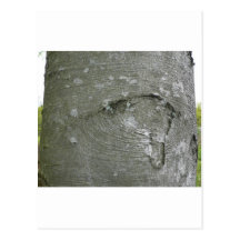 Tree Trunk Postcard