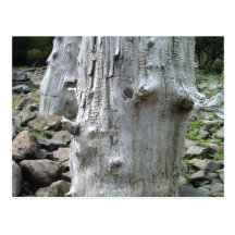 Tree Trunk Postcards
