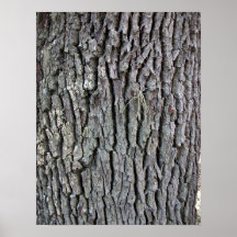 Tree Trunk Texture Poster