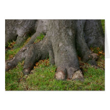Tree Trunk with Amazing Roots Card