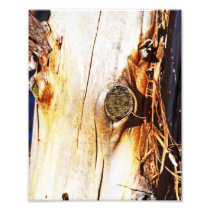 Tree Trunk with Knots Photograph