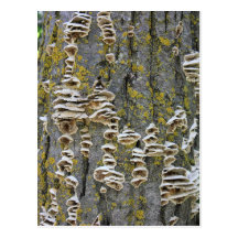 Tree Trunk with Lichen Post Card