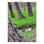 Tree trunks greeting card