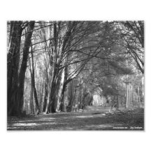 Tree Tunnel Photo Art
