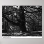 Tree, UC Santa Cruz, March 1962 Poster