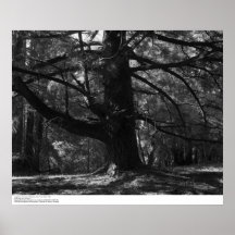 Tree, UC Santa Cruz, March 1962 Poster