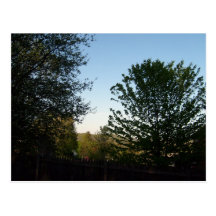 Tree View Postcards