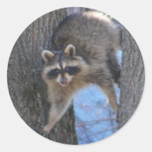Treed Coon ~ sticker