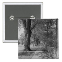 Treelined street with sidewalk pin