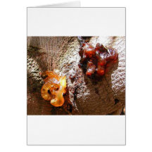 Trees Amber Sap Cards