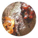 Trees Amber Sap stickers