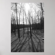 Trees and Shadows Black and White Print/ Poster