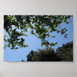 Trees and Sky Poster Print