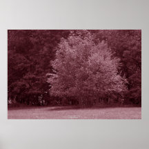 Trees, Apple Valley Print