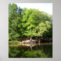 Trees at Big Cypress Bayou Print