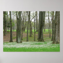 Trees budding in Spring Print