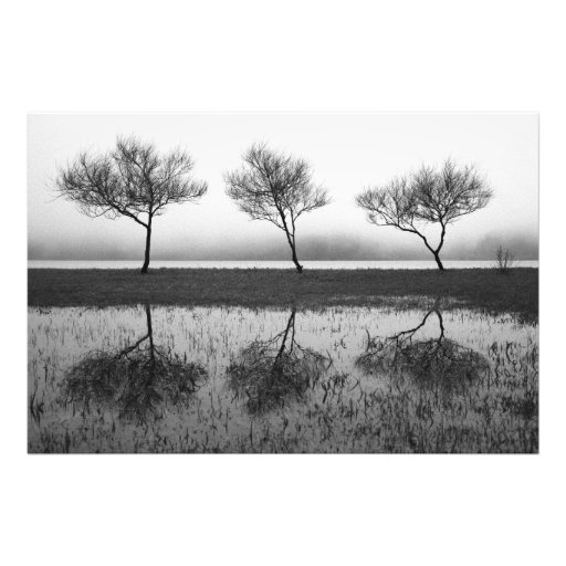 Trees by the lake photo print