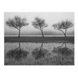 Trees by the lake postcards