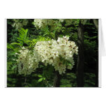 Trees in bloom cards