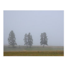 Trees in fog post cards