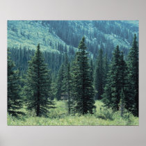 Trees in Glacier National Park , Montana Print