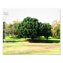 Trees In The Park Photo Art