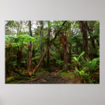 trees kilauea crater big island volcano posters