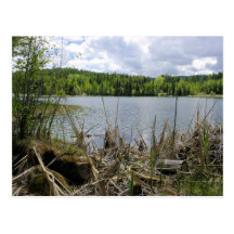 Trees Lake and Sky  Marshall Lake Boundary B.C. Post Card