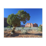 Trees Monument Valley Mesas Buttes Post Card